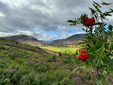 Sponsor a Glade of Trees